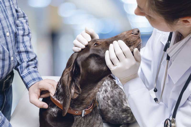 vet-inspecting-a-dog