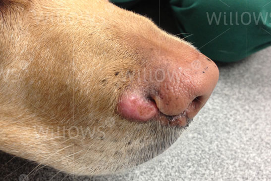 canine-mast-cell-tumours-dog-nose