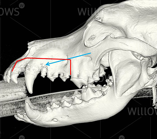 oral-tumours-in-dogs-skull