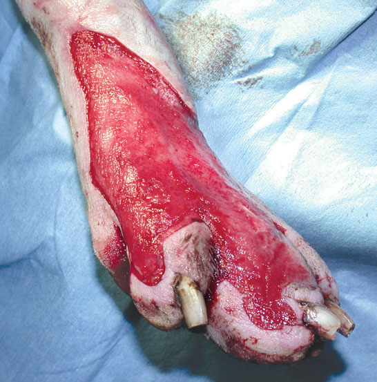 wound-management-dog-leg