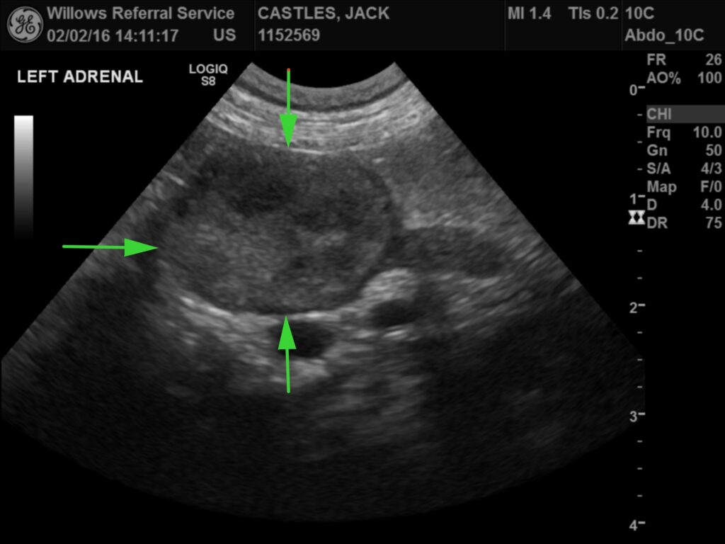 hyperadrenocorticism-scan-diagram