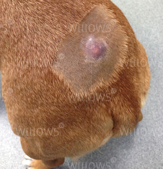 mast cell tumor in dogs