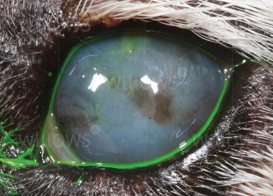 senile-endothelial-degeneration-close-up-eye