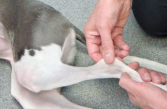 immune-medicated-polyarthritis-in-dogs