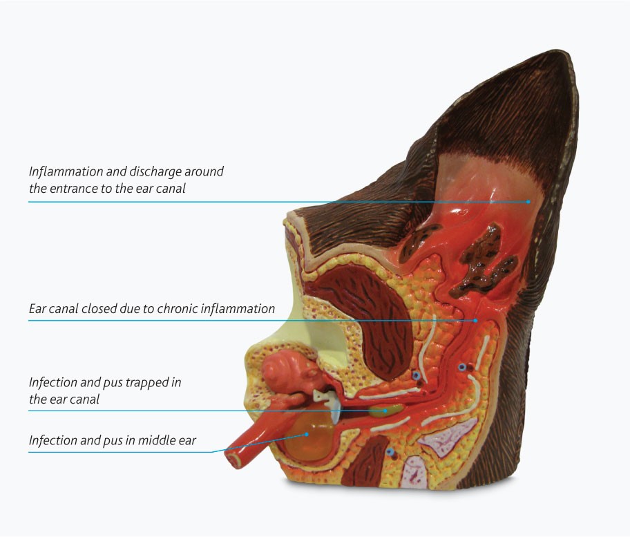 total-ear-canal-ablation-surgery-diagram