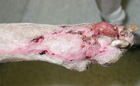 wound-management-dog-leg