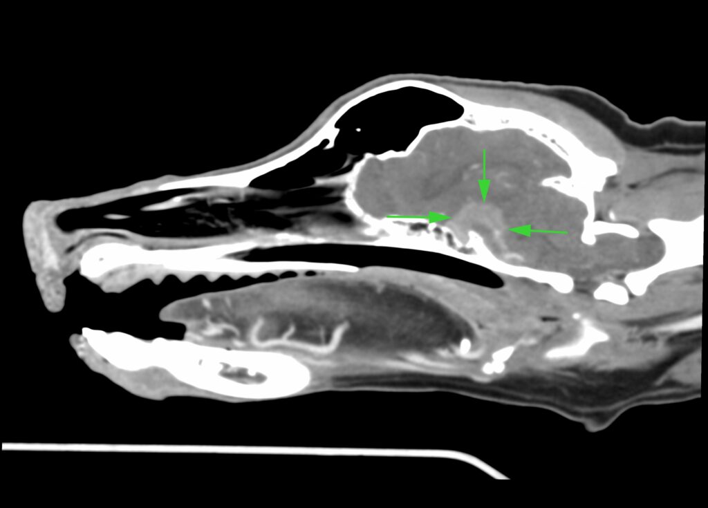 hyperadrenocorticism-scan-diagram