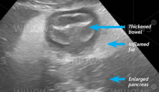 pancreatitis-in-dogs-scan