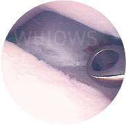 elbow-dysplasia-camera-scan