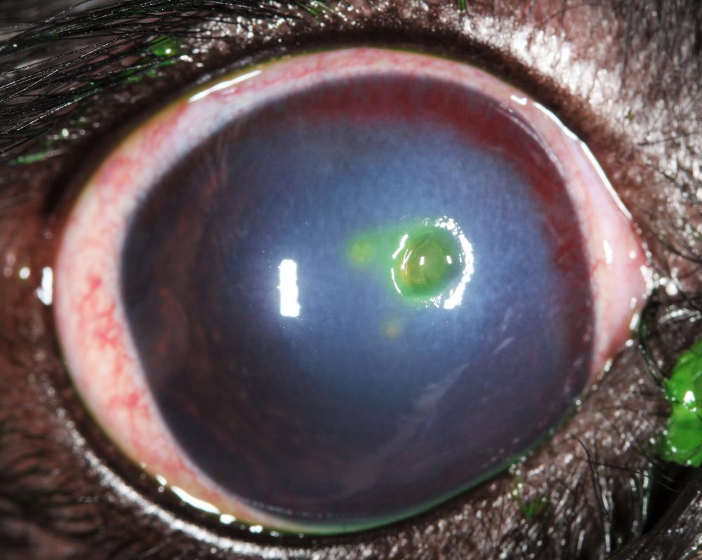 treatment-of-corneal-ulcers-close-up