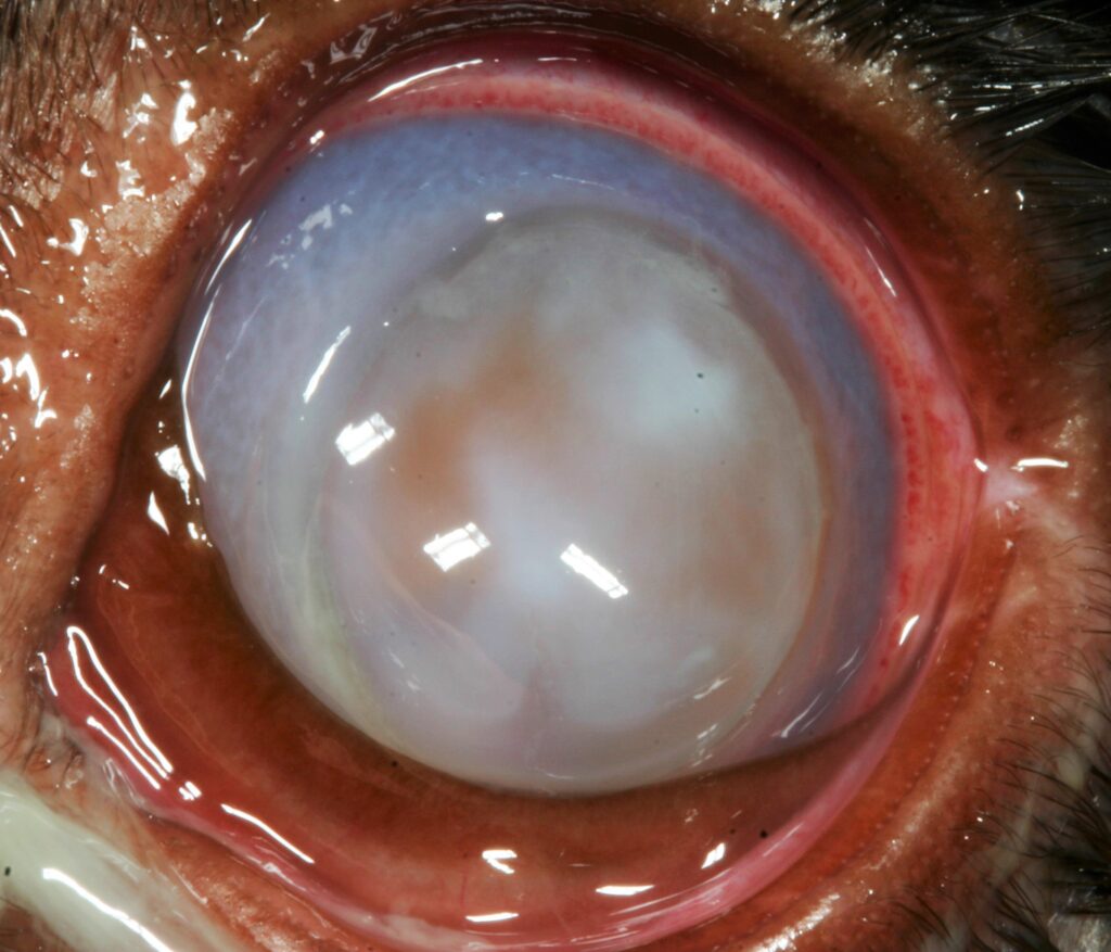 treatment-of-corneal-ulcers-close-up