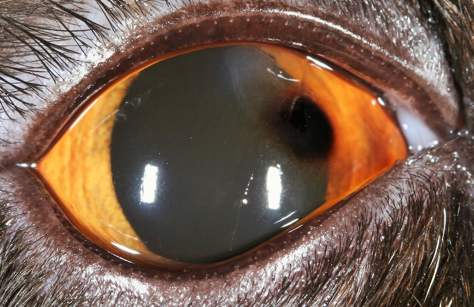 corneal-sequestrum-close-up