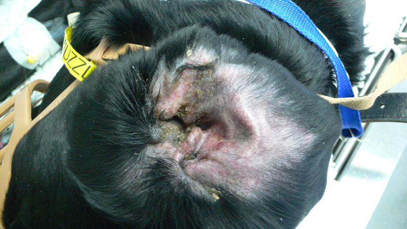 atopic-dermatitis-dog-ear