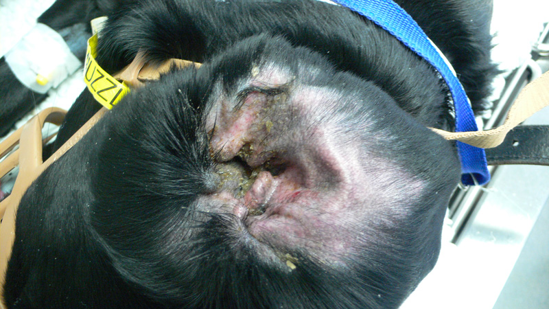 atopic dermatitis in dogs