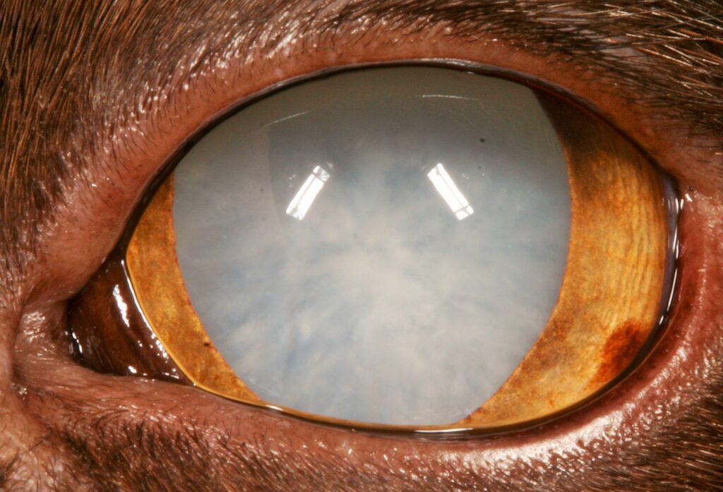 Cataracts in clearance dogs treatment uk