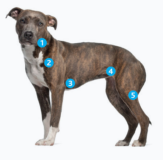 lymphoma-in-dogs-diagram