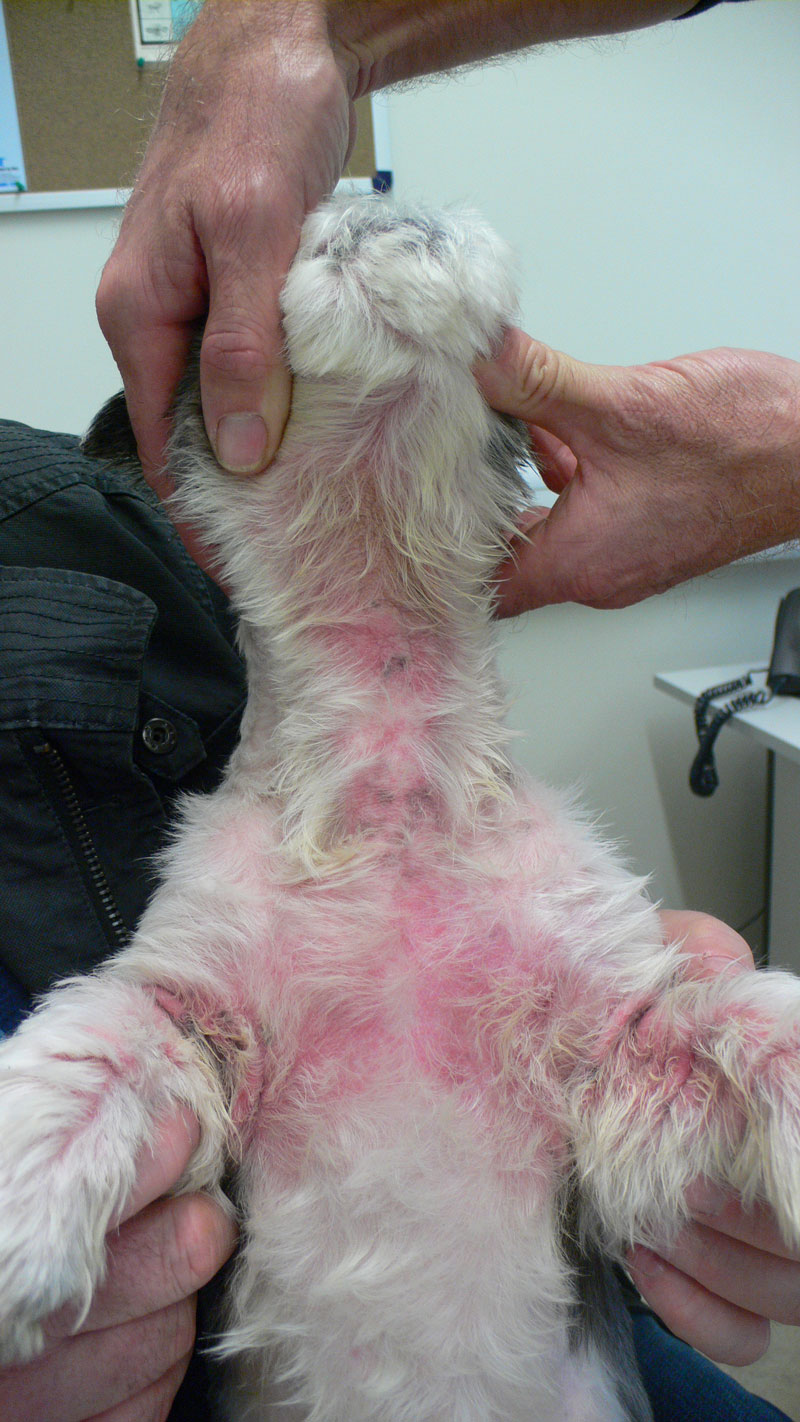 malassezia-dermatitis-dog-inspection