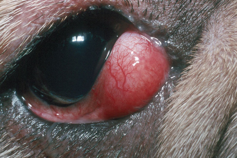 third-eyelid-gland-prolapse-close-up