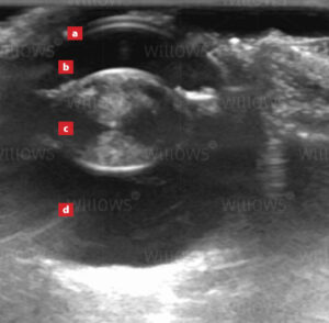 what will a dog ultrasound show