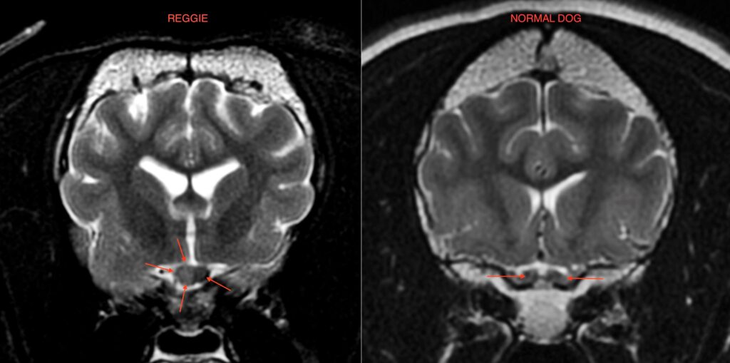 reggie-MRI-scan