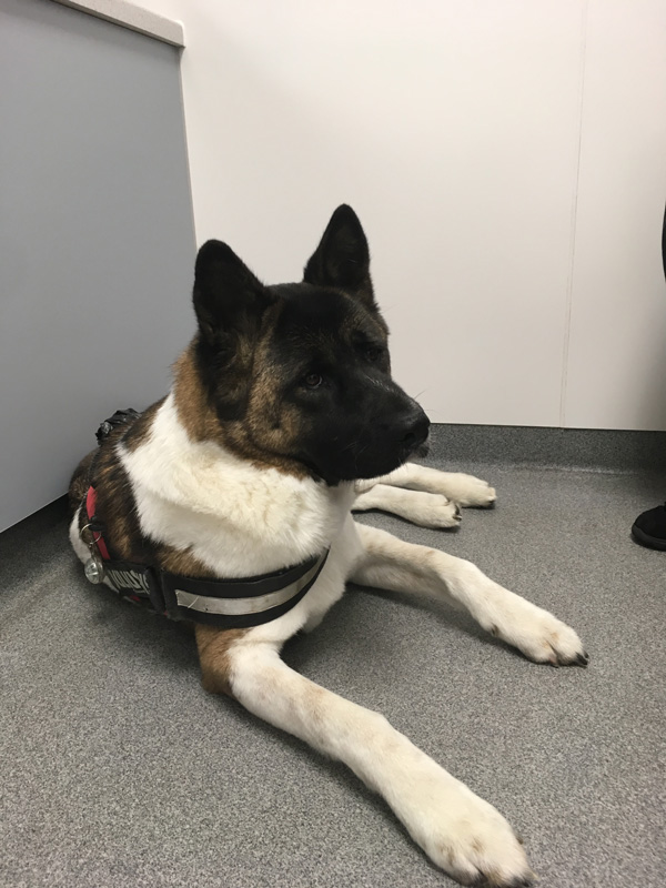 Earlier this year, 4 year old Akita, Cassie, developed an unusual problem.