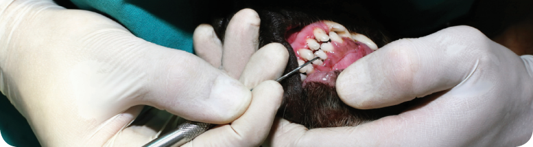 dental-care-operation-in-progress