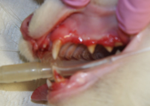 Willows-feline-periodontitis