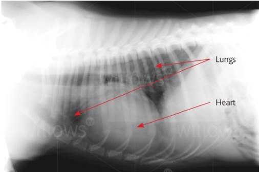 lungworm-in-dogs-xray-2