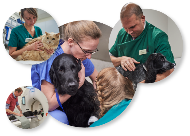 Home - Willows Vets - Veterinary Specialists - Birmingham - 24 hour  Emergency - Radioactive Iodine Service