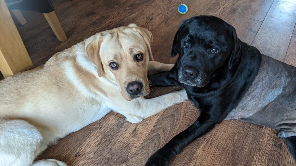 An Image of two labradors, one yellow (left) and one black (right), lying on a wooden floor looking up at the camera.