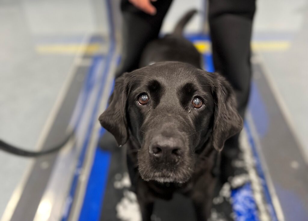 An Image of a black labrador stood on a hydrotherapy treadmill in shallow water