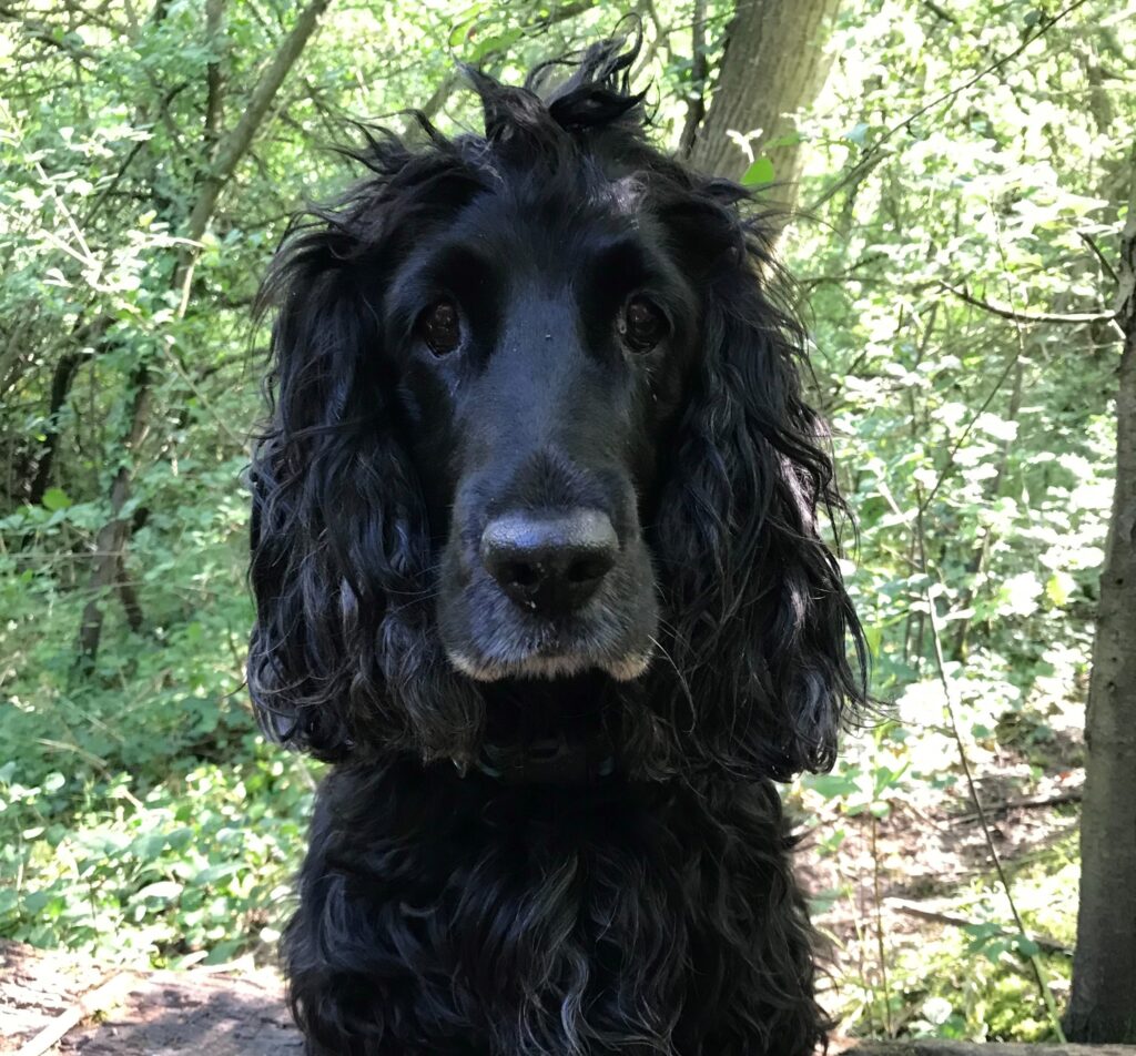 An image of Henry, a black cocker spaniel dog, sitting and look straight at the camera. In the background there is woodland