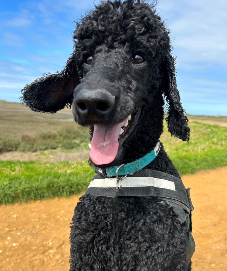 An image of Sooty, a black poodle, looking happy sat in a field. There is a hill in the background and the sky is clear and blue.