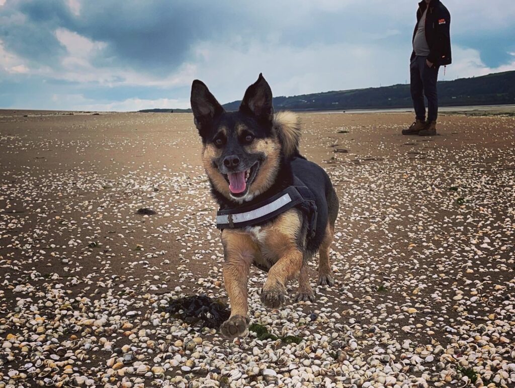 An image of Wolfgang, a brown and black dog, on a sand and pebble beach running towards the camera having had surgery on his leg
