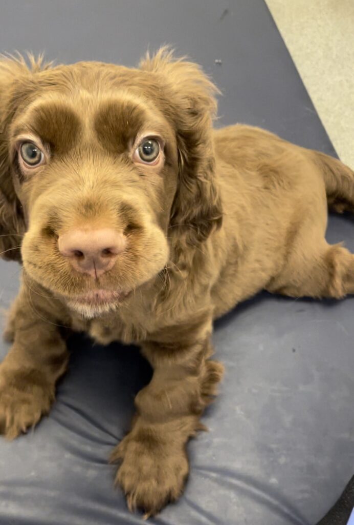 An image of Elton, a Brown Sussex Spaniel, lying on a dark blue mat looking up at the camera