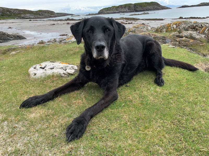 An image of Bow, a black labrador with grey hairs around his muzzle, sitting on some gress. In the background there is a beach and the sky is cloudy