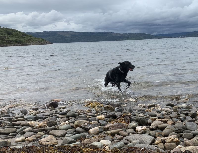 An image of Bow, a black labrador, running in the water along a pebble beach. The sky is cloudy and there are hills in the background across the water