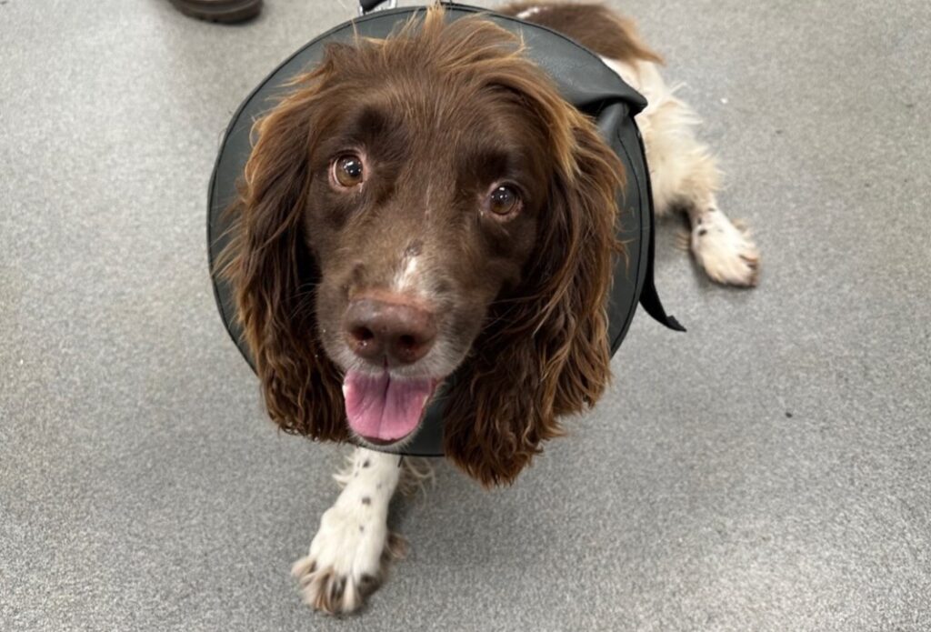 An image of a springer spaniel named Sprocket. He has a brown face and white body and he is wearing a buster collar. Sprocket is sitting down and looking up at the camera