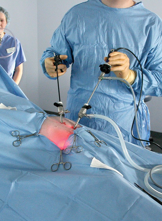 vets at willows performing advanced laparoscopic procedures