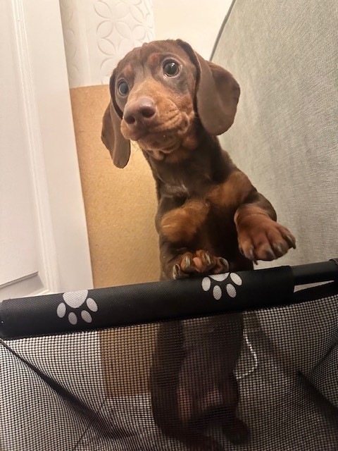 An image of Bruno, a brown dachshund post liver surgery. he is stood on his hind legs with his front paws resting on a dog gate.