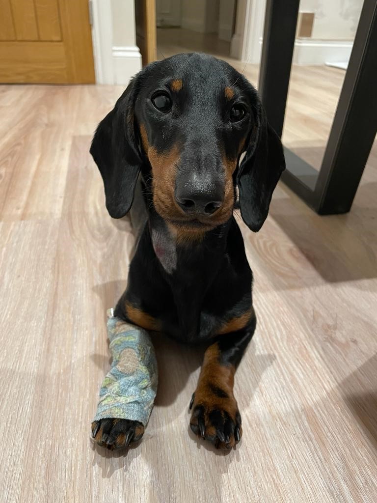 An image of Norman, a black and tan miniature Dachshund prior to his liver surgery. He is sitting on a wooden floor and his left paw has a bandage on it.