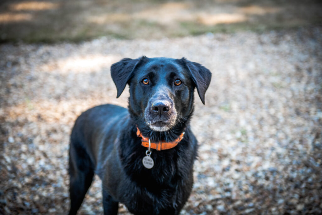 An image of a black Labrador wearing a red collar stood up and looking at the camera.