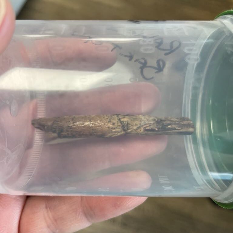 An image of a stick, three inches in length inside a clear specimen jar