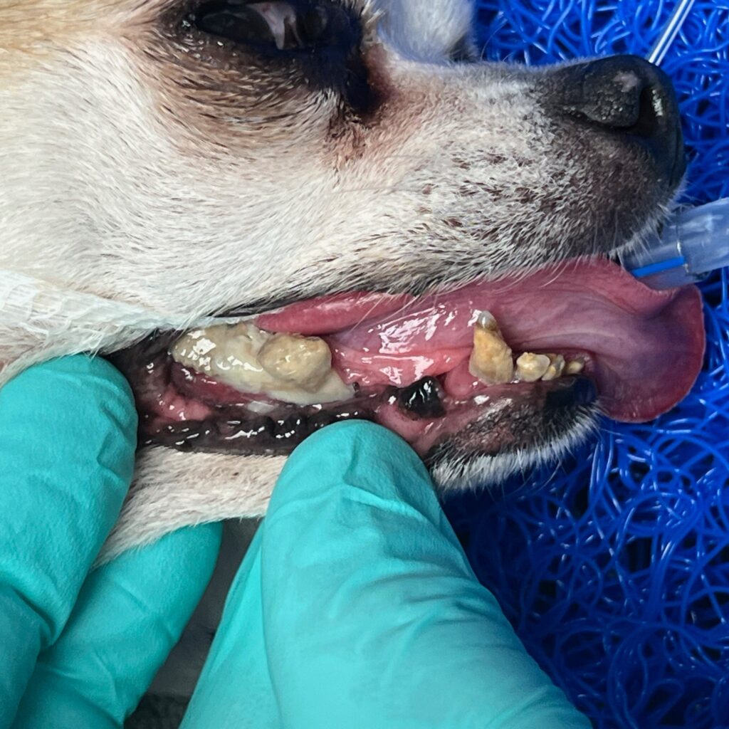 A close up image of a sand-coloured Chihuahua. She is under anaesthetic with a tube coming out of her mouth and she has severely decayed teeth.