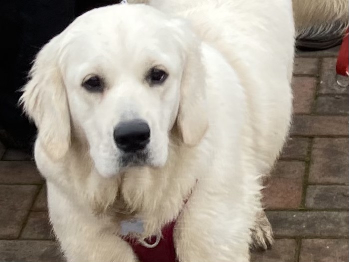 An image of a golden retriever puppy stood looking up at the camera.