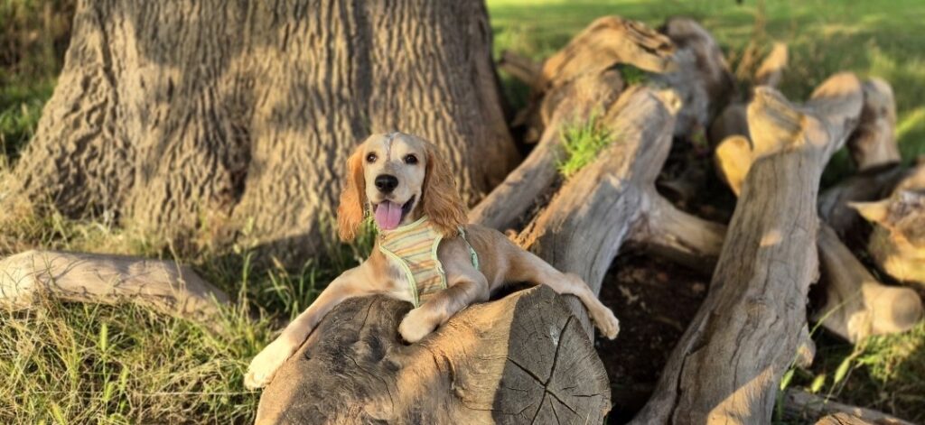 An image of a golden sprocker puppy lying on a log in front of a tree.