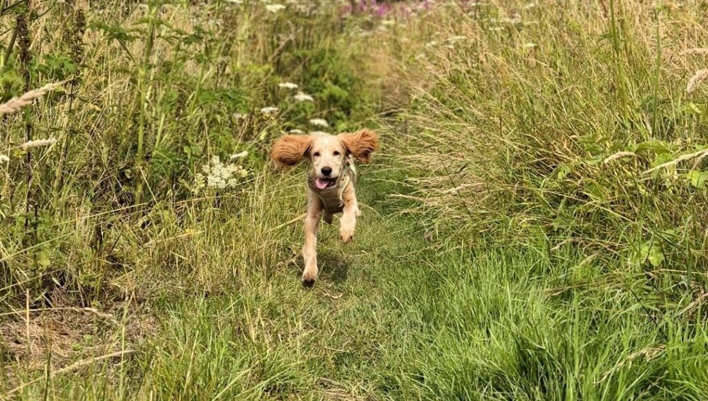 An image of a golden sprocker puppy running along a path through long grass towards the camera 