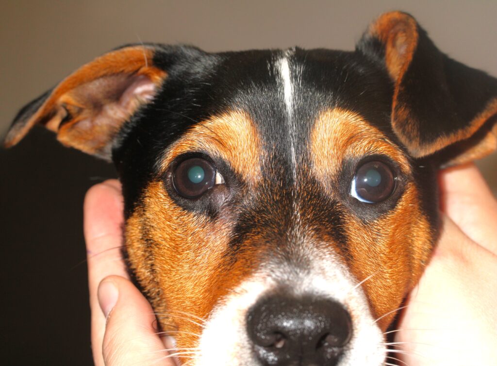 An close up image of a Jack Russell puppy's face. He has orange and black fur and a cyst on his right eye.