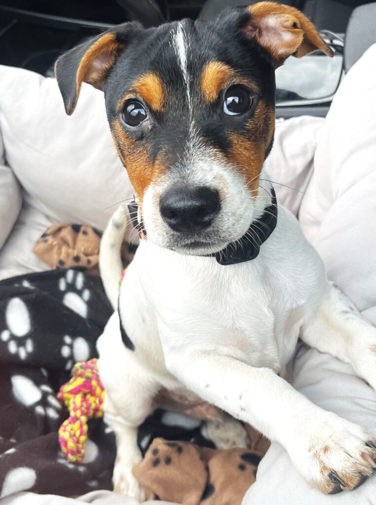 An image of a Jack Russell Puppy with a white body and black and orange markings on his face. He is sitting in a dog bed and has a small lump on his right eye