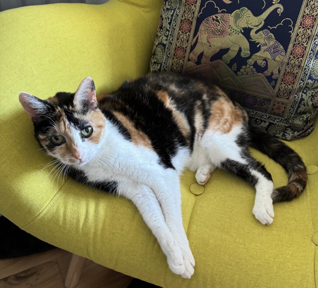 An image of a Calico cat named Micki, she is lying on a yellow chair next to a cushion and is looking up at the camera.